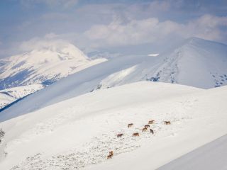 Cavalli-a-Serrasanta